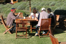 morning/afternoon tea tours