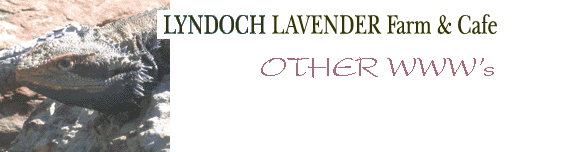 one of our resident bearded dragons