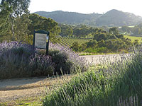 images of the lyndoch lavender farm and cafe, barossa valley, Australia