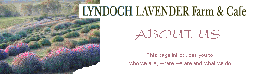 find, locate and learn about lyndoch lavender farm, barossa valley, australia